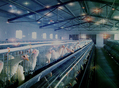 規(guī)模化科學養(yǎng)殖空調(diào)通風系統(tǒng)